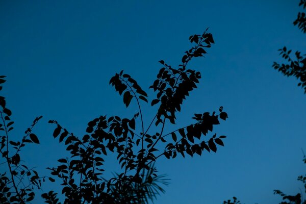 Paysage arbre nature feuilles