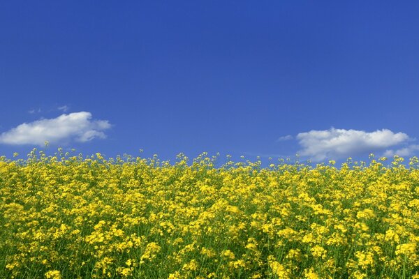 Landschaft des gelben Blumenfeldes