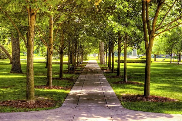 A path in the picturesque maple alley