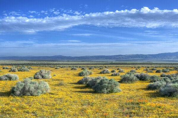 Green bushes on a yellow field