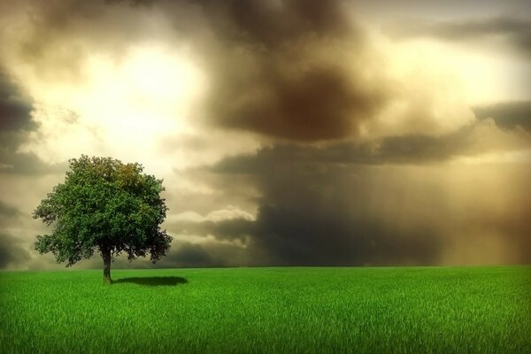 Árbol solitario en un Prado verde