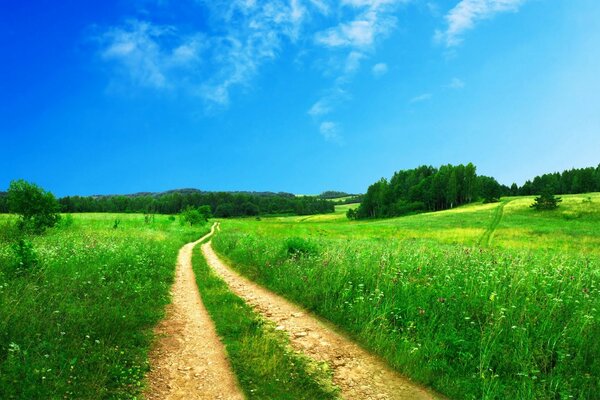 Bella strada nel campo che conduce alla foresta