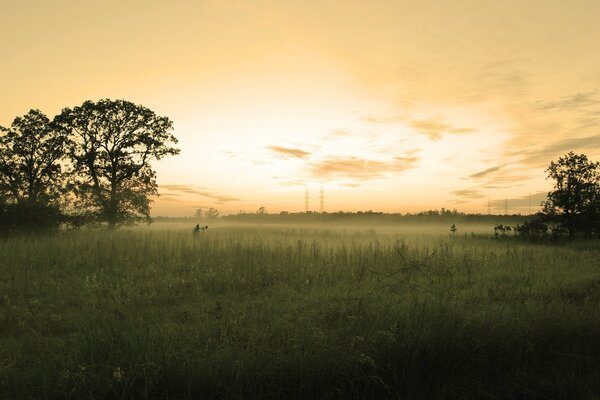 Paisaje del amanecer en el fondo de los árboles