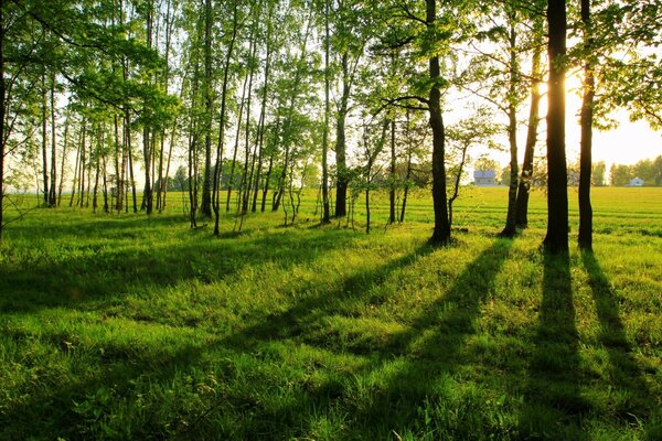 Summer landscapes of nature in the forest