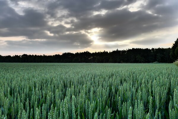 Paysage agriculture flocons