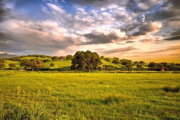 A corner of nature with lush grass and a beautiful sky