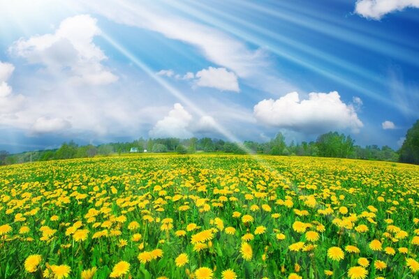 A glade of yellow dandelions meets the first rays of the sun