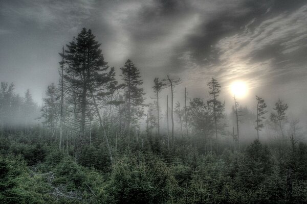 Arbres sombres noyés dans le brouillard