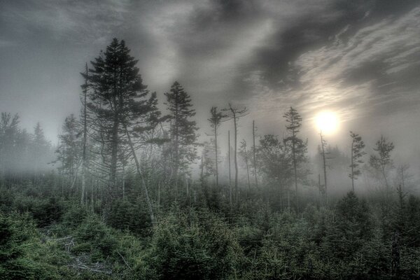 Ponure drzewa tonące we mgle