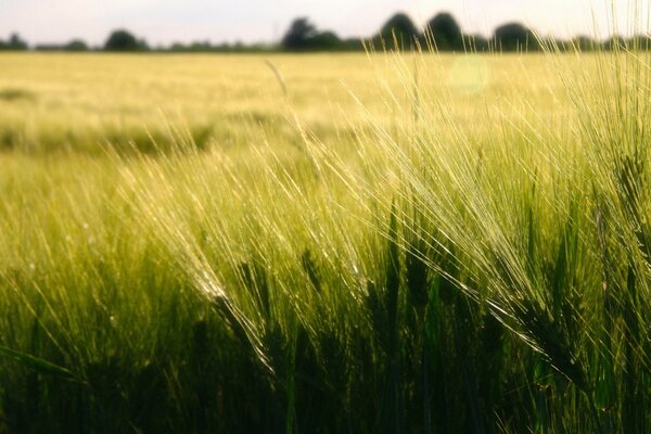 A field of wheat . Dry ears