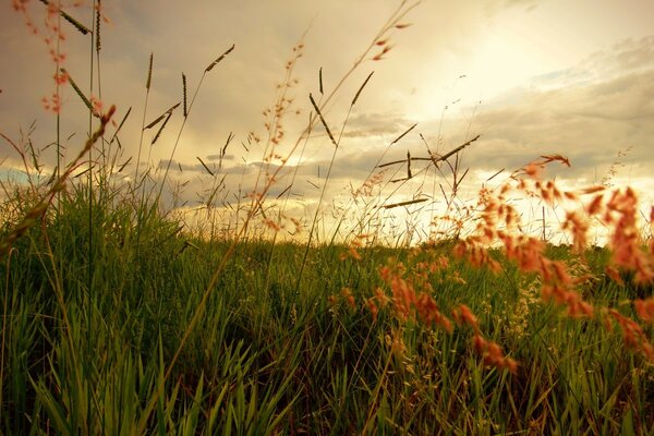 Gloomy clouds hanging over meadow grasses