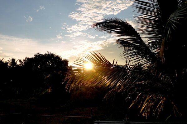 Sunset on the background of a southern tree