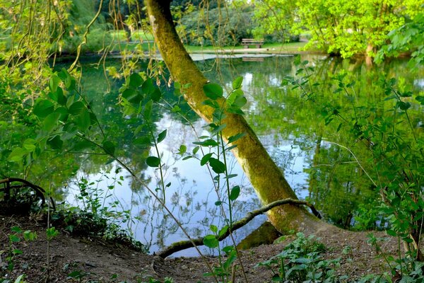 A leaning willow by the lake, a reflection of greenery in the water