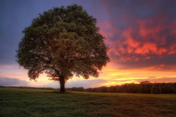 Un árbol contra un hermoso cielo