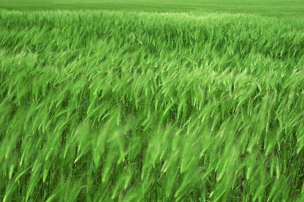 Il campo verde è agitato dal vento