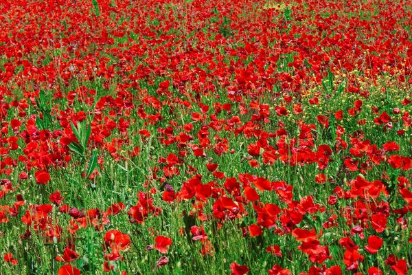 Champ pourpre de couleur coquelicot