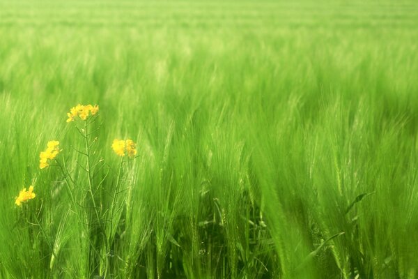 Piccoli fiori gialli in un campo verde