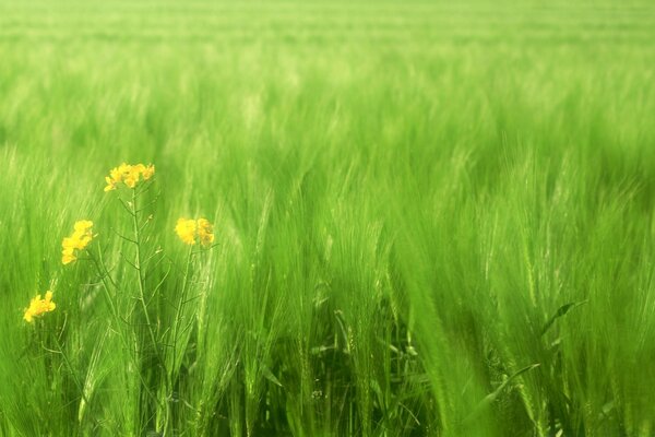 绿色田野里的小黄花