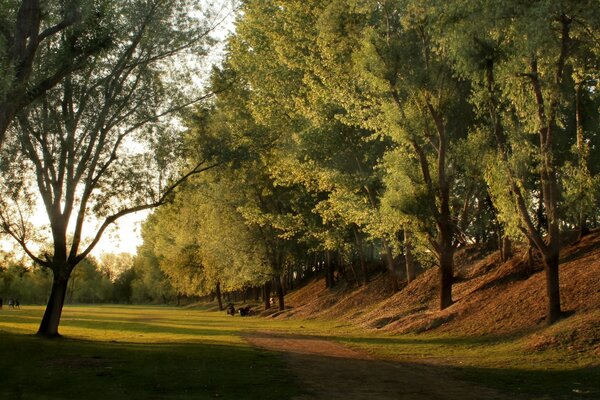 Una serie di alberi vicino al sentiero