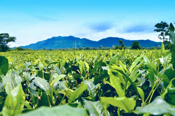 Landscapes fields of agriculture