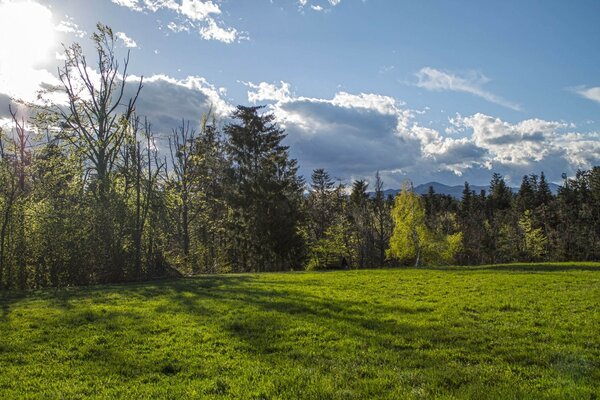 A clearing in the forest on a clear day