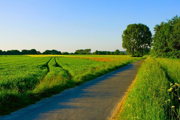 The road through the field in the greenery