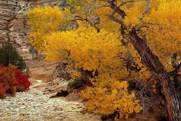 Beautiful autumn with falling yellow foliage on the ground