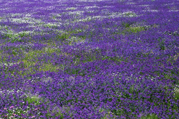 Alpine Bergblumen auf einem Plateau