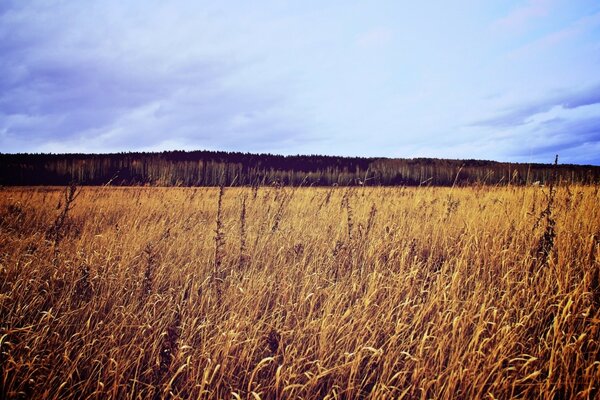 Beautiful autumn meadow in golden tones