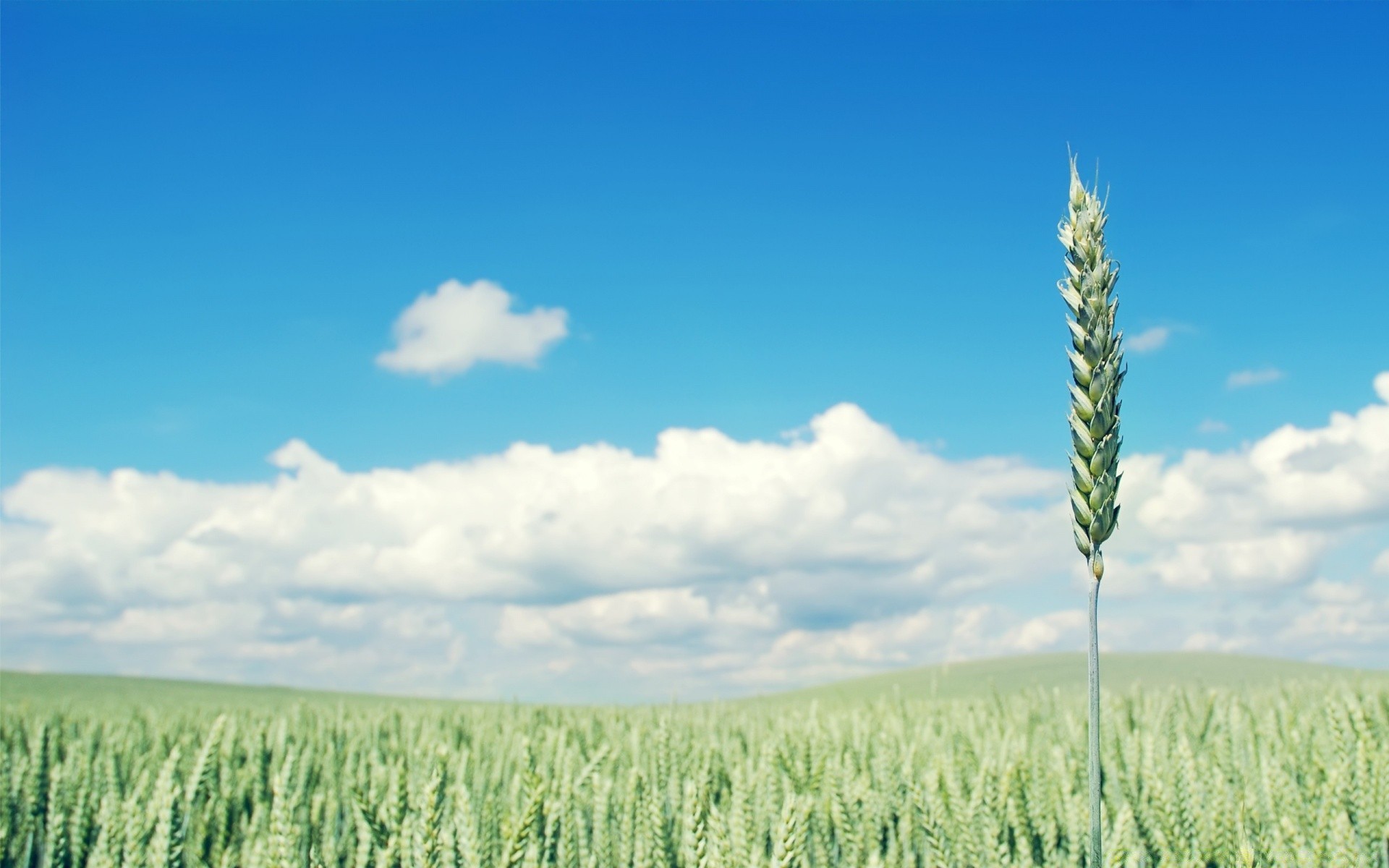 landschaft getreide weizen des ländlichen feld sommer landschaft weide mais natur ernte wachstum landwirtschaft ackerland bauernhof brot stroh sonne gras im freien