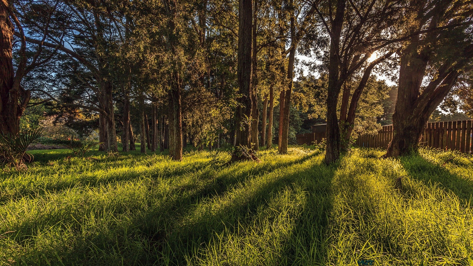 landscapes landscape tree nature wood grass environment outdoors scenic countryside country rural fair weather season field flora agriculture leaf sun dawn