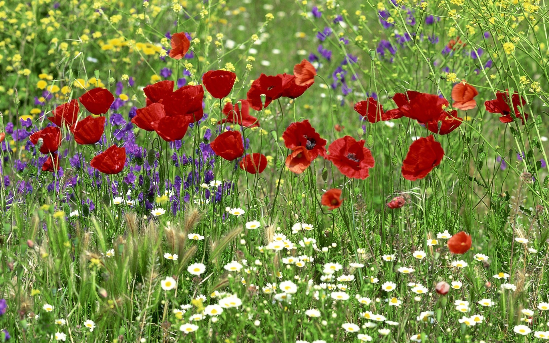 landscapes flower poppy field hayfield flora summer nature grass garden floral season blooming petal rural color leaf growth outdoors bright wildflower