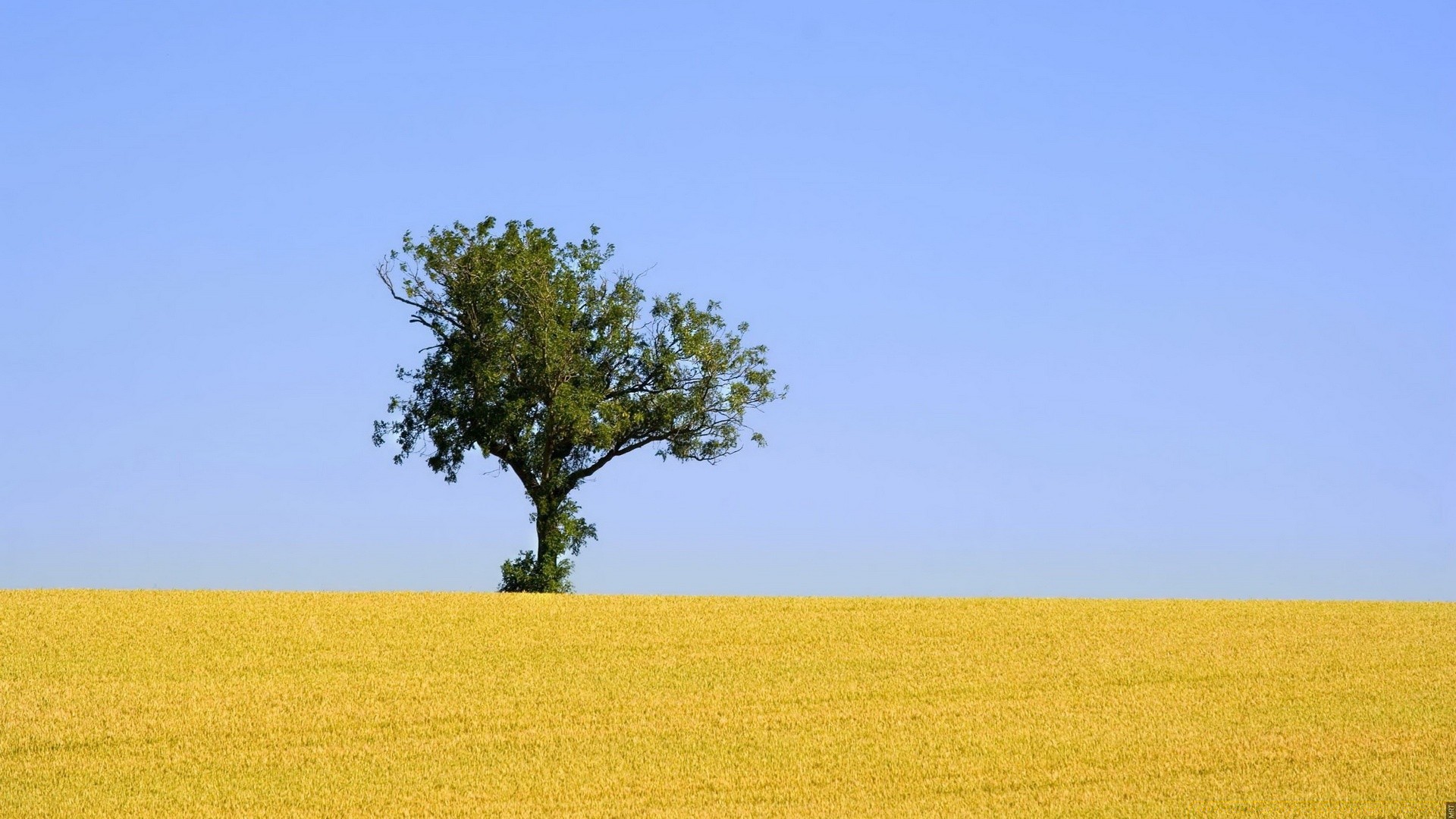 landscapes landscape field rural agriculture countryside tree nature sky country summer horizon farm growth environment sun crop outdoors grass hayfield