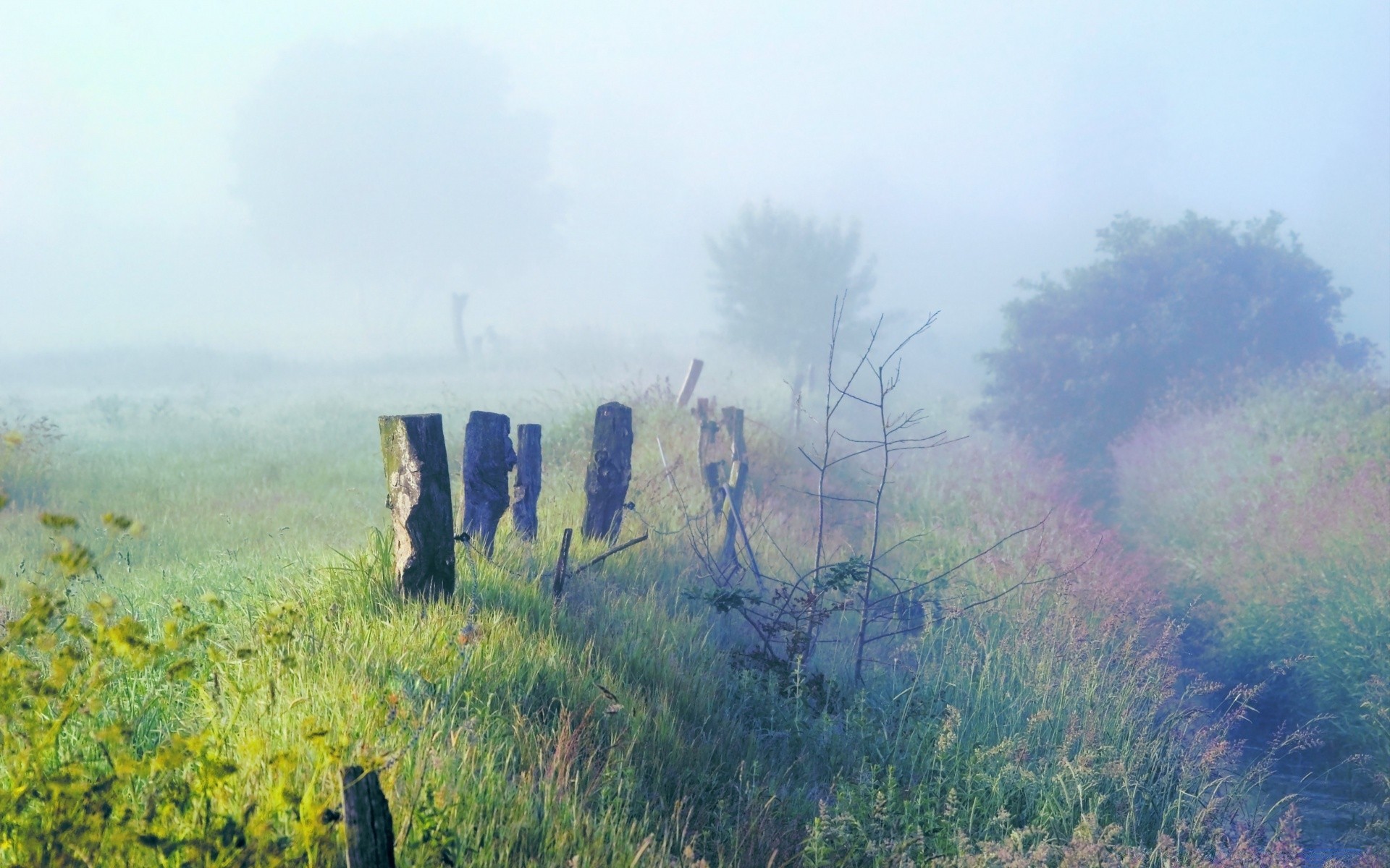 manzara manzara sis ağaç doğa gökyüzü sis açık havada çimen alan şafak doğal seyahat ahşap bulut ortamlar saman ağacı flora dağlar