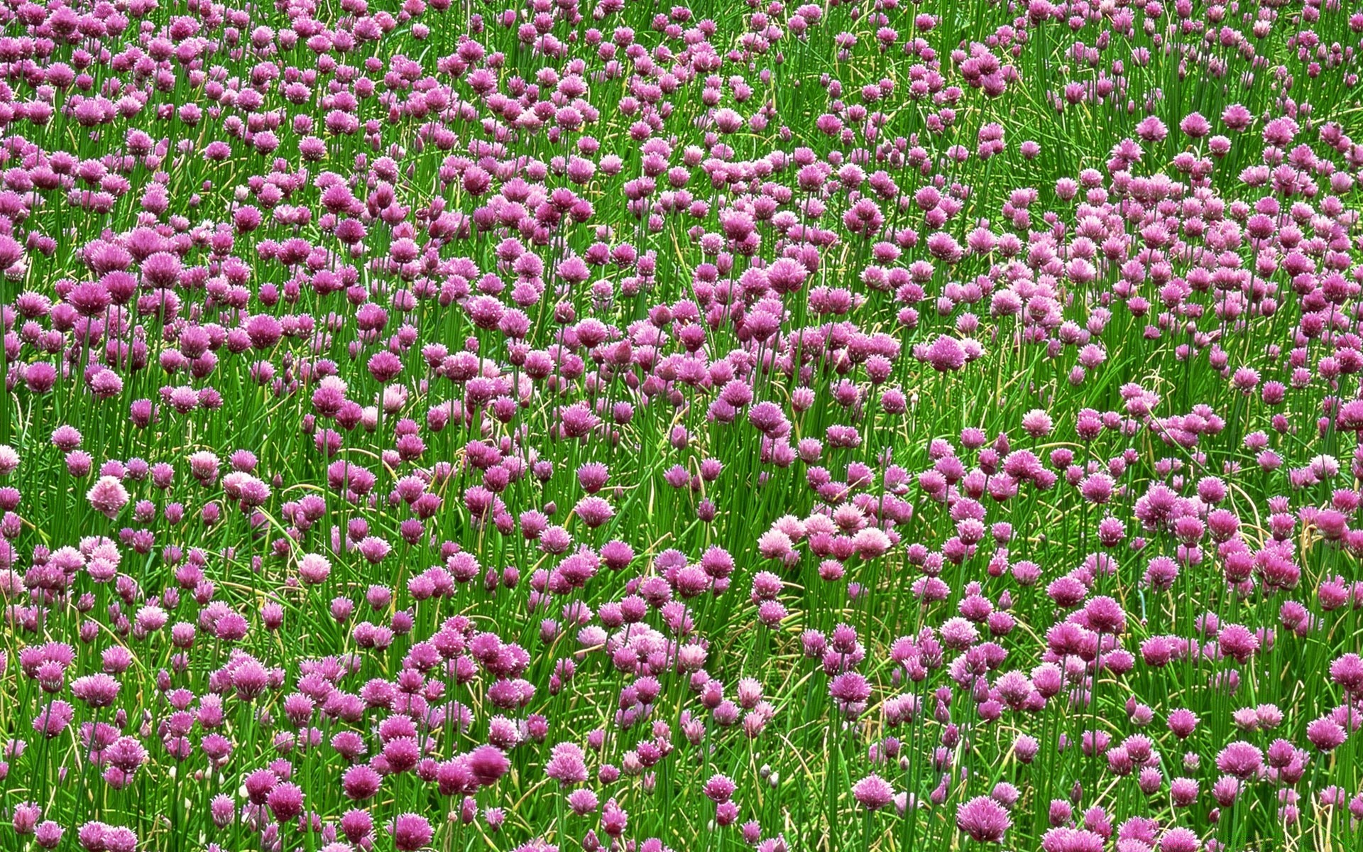 风景 花 自然 植物 户外 花园 夏天 田野 盛开 颜色