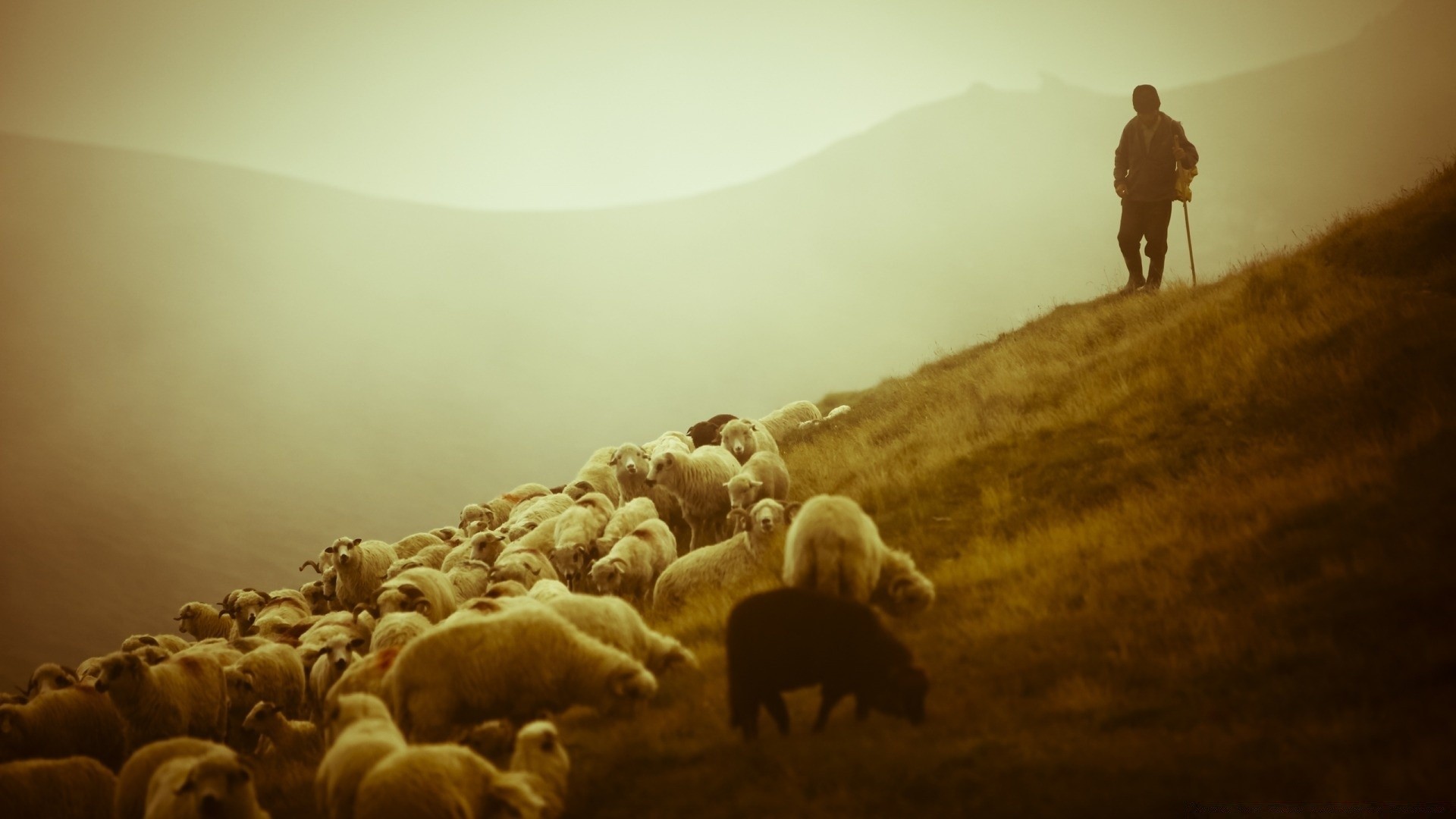 paesaggio adulto gruppo uno uomo mammifero ricreazione acqua paesaggio agricoltura cane azione luce viaggi molti cavalleria