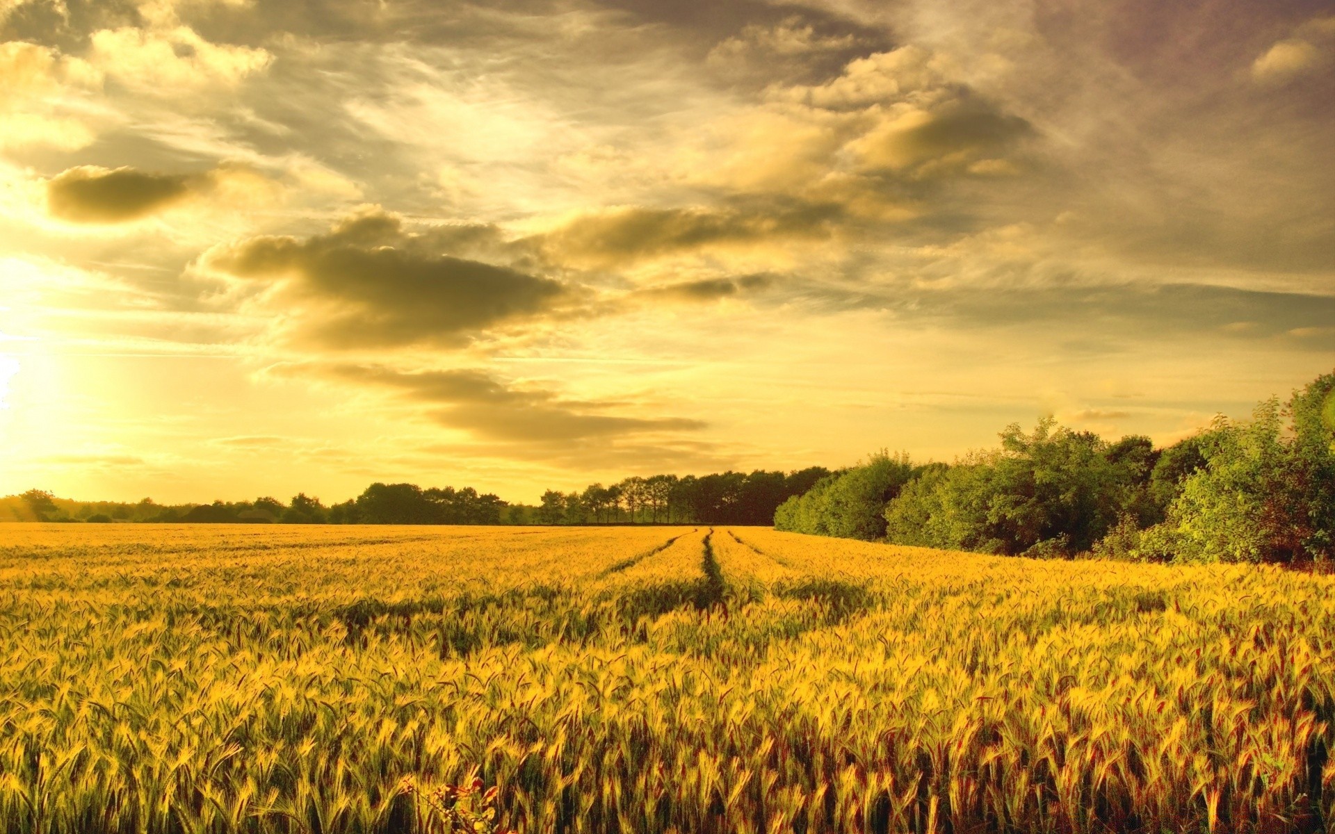 paisaje agricultura tierras cultivadas granja pasto cereales al aire libre paisaje cosecha trigo rural puesta de sol campo cielo campo maíz naturaleza crecimiento sol buen tiempo