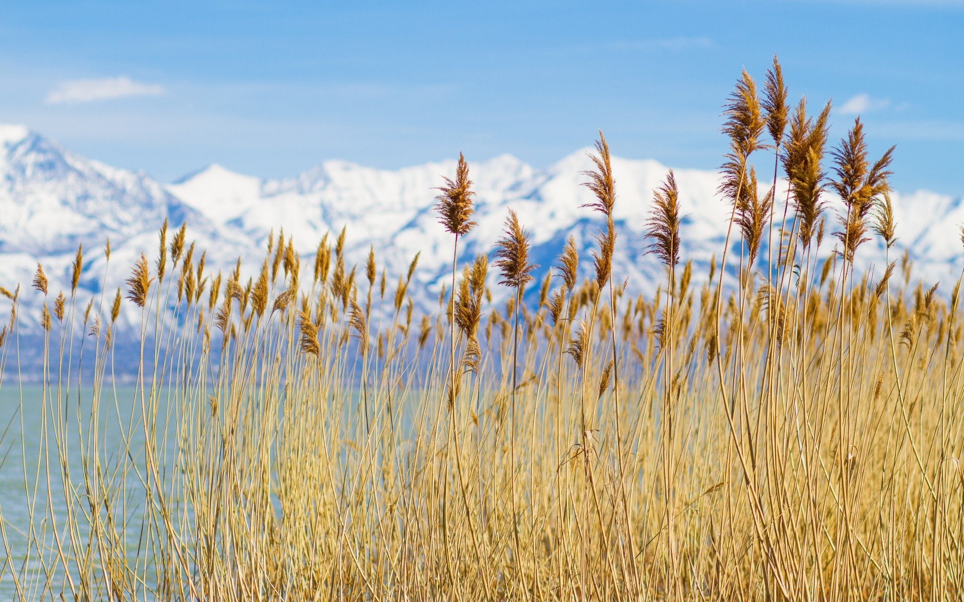 paesaggio cereali grano rurale pascolo pane paglia estate campo crescita natura segale fattoria all aperto mais campagna raccolto seme agricoltura sole