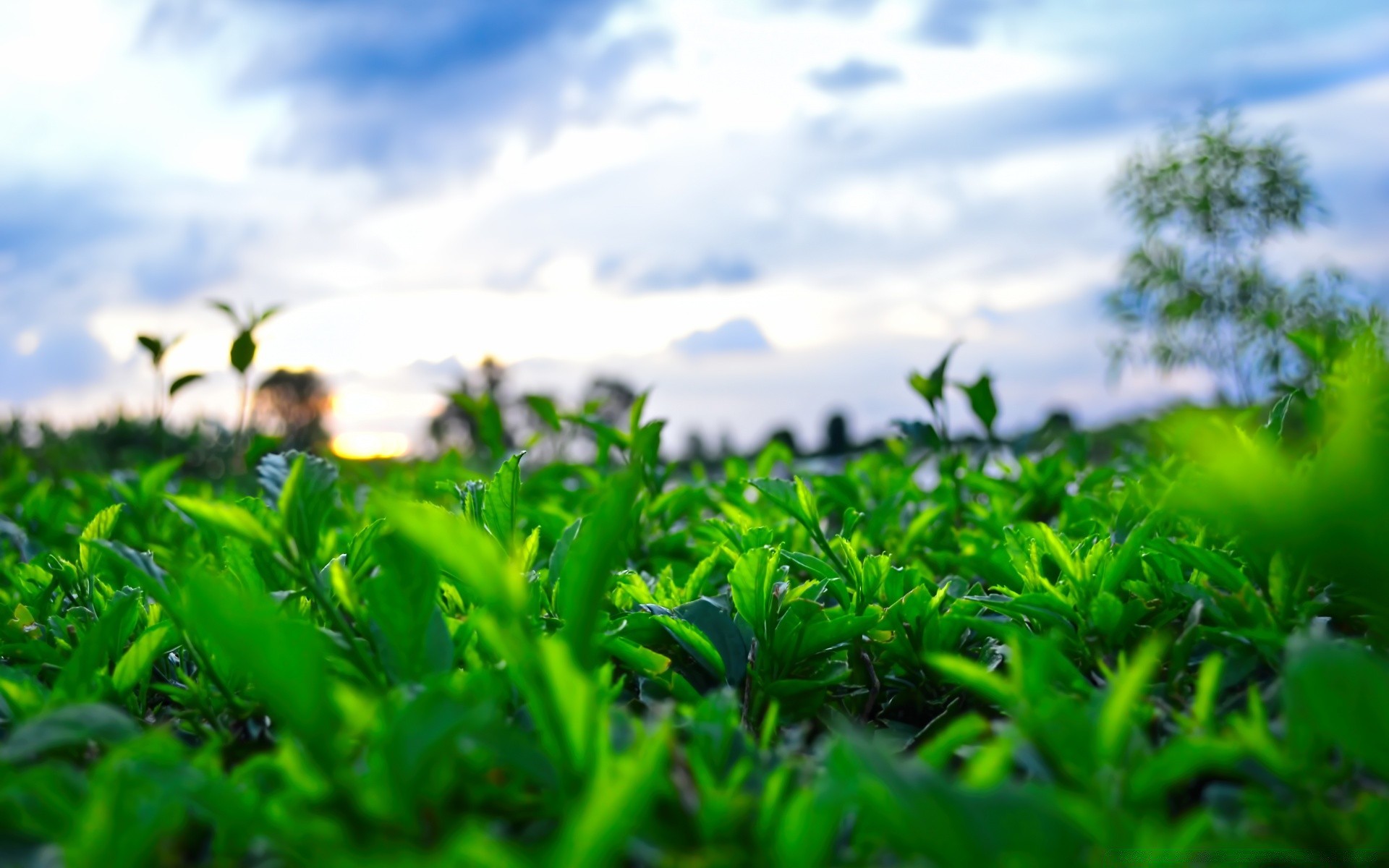 krajobrazy liść flora pole trawa natura ogród lato wzrost gospodarstwo siano trawnik słońce krajobraz gleba wiejski bujny rolnictwo pastwisko środowisko sezon