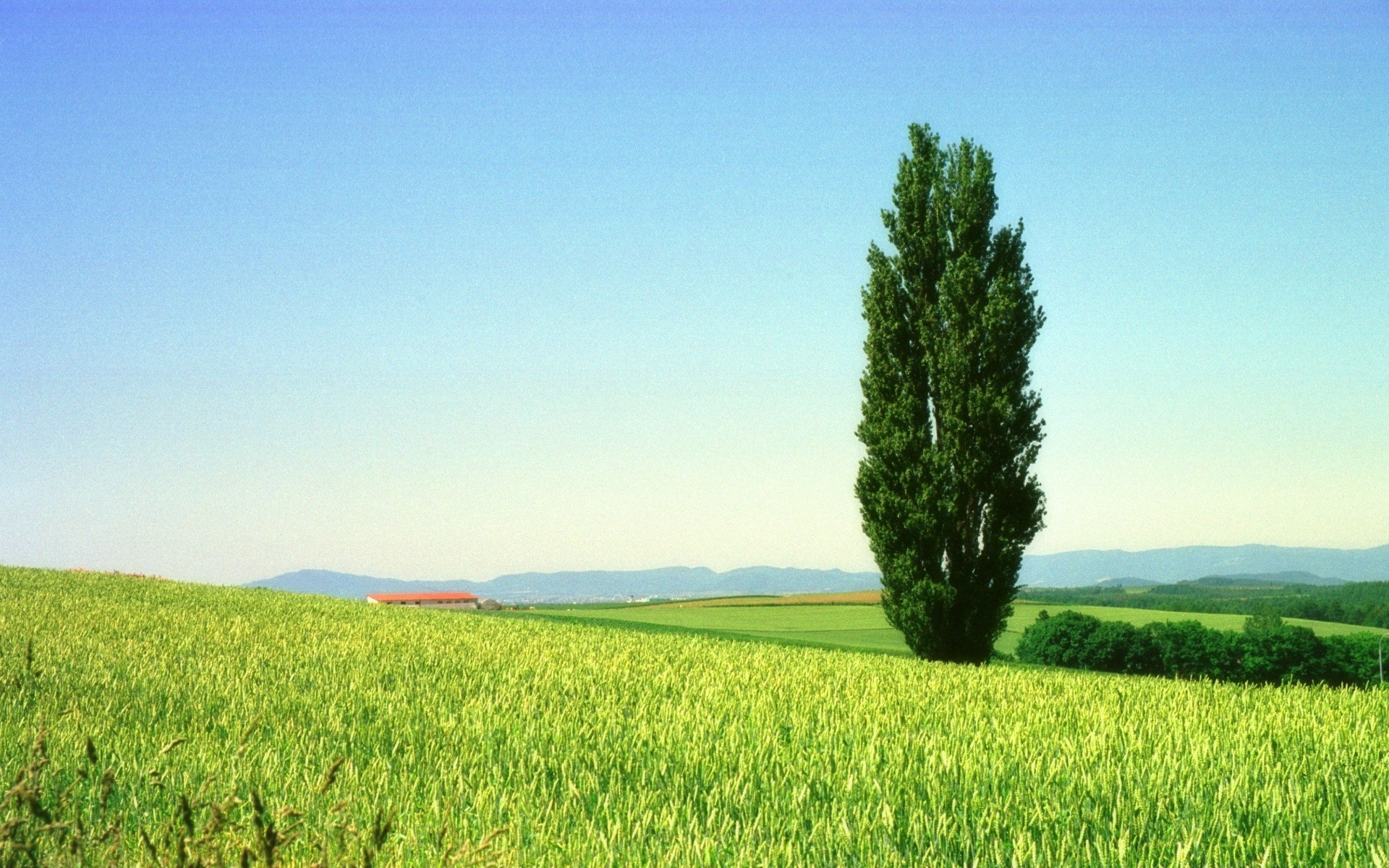 paesaggio pascolo agricoltura campagna rurale campo crescita fattoria estate natura all aperto paesaggio erba terreno coltivato terreno agricolo sole bel tempo idillio cielo grano