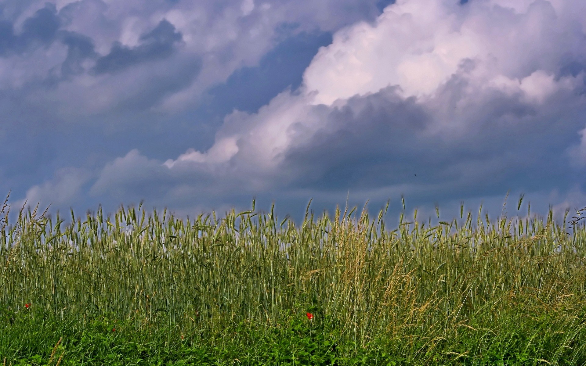 landscapes grass field sky cereal nature landscape summer corn pasture hayfield rural sun growth wheat outdoors farm agriculture countryside fair weather