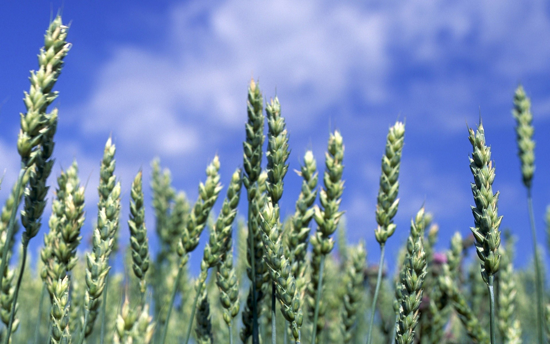 paesaggio rurale natura pascolo grano estate agricoltura campagna all aperto crescita picco fiocchi campo luminoso flora