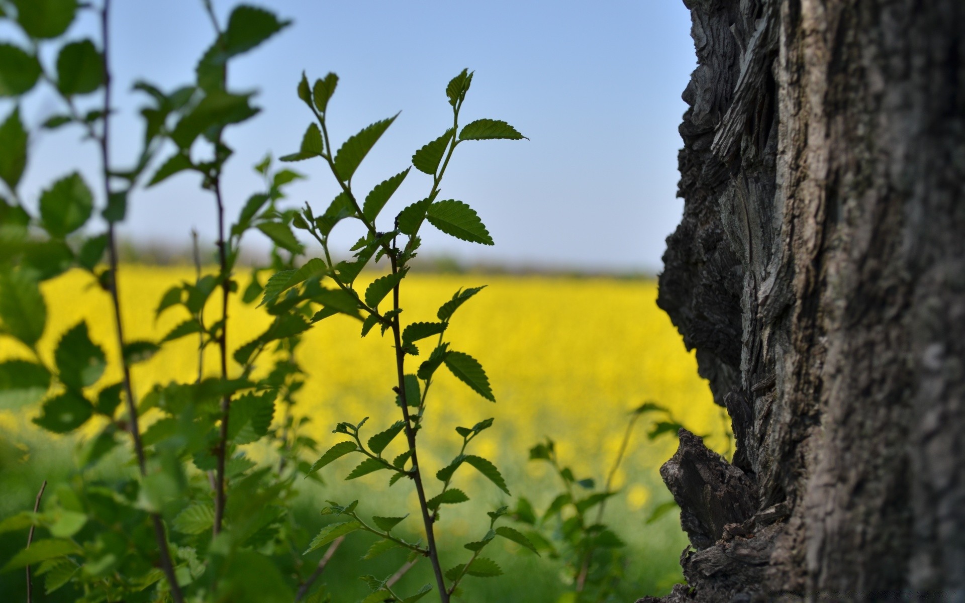 krajobrazy flora natura liść lato drzewo wzrost kwiat rolnictwo pole na zewnątrz środowisko krajobraz dobra pogoda wiejskie sezon gospodarstwo słońce ogród kolor