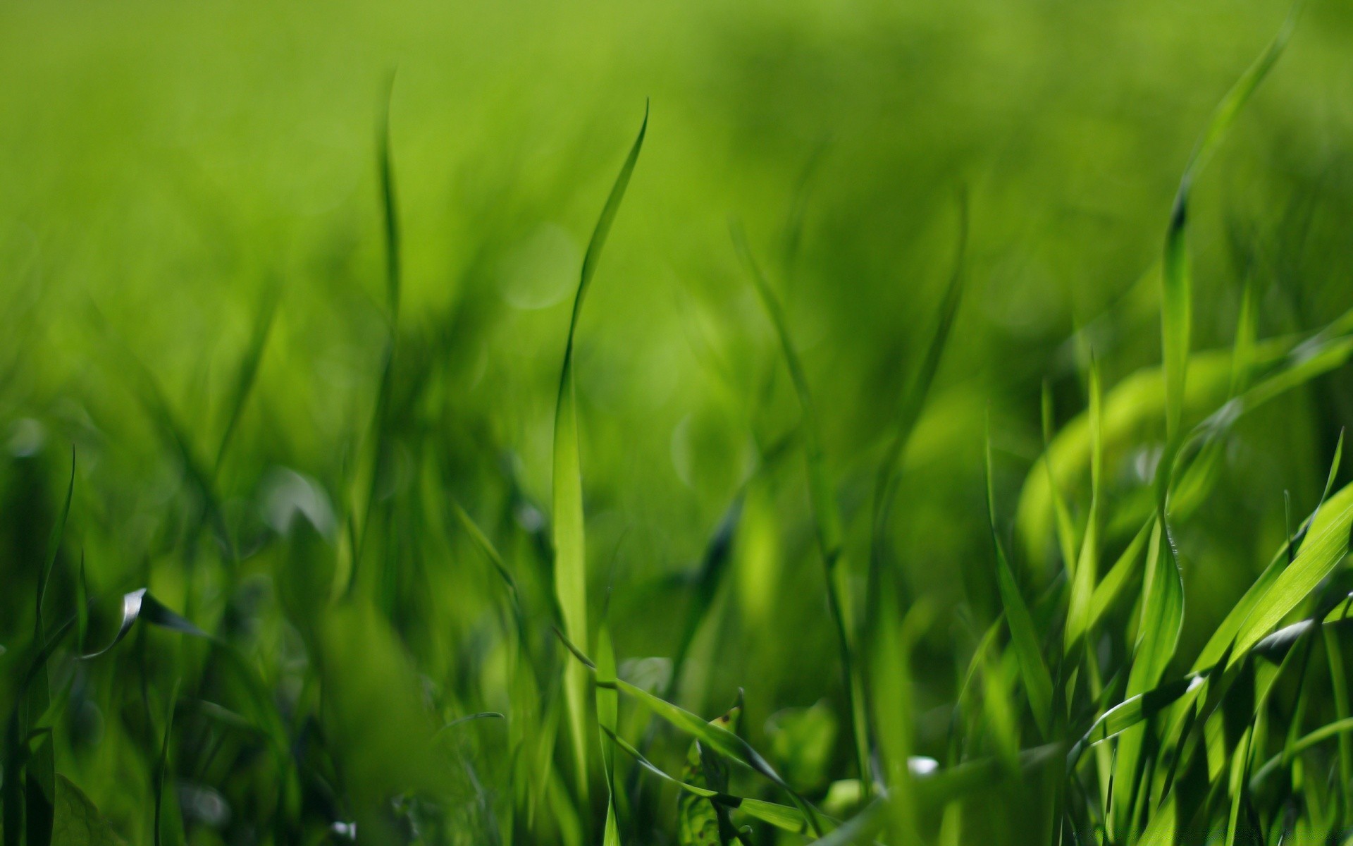 landscapes grass field lawn growth leaf flora summer hayfield sun nature garden lush rural dew fair weather blade soil dawn pasture