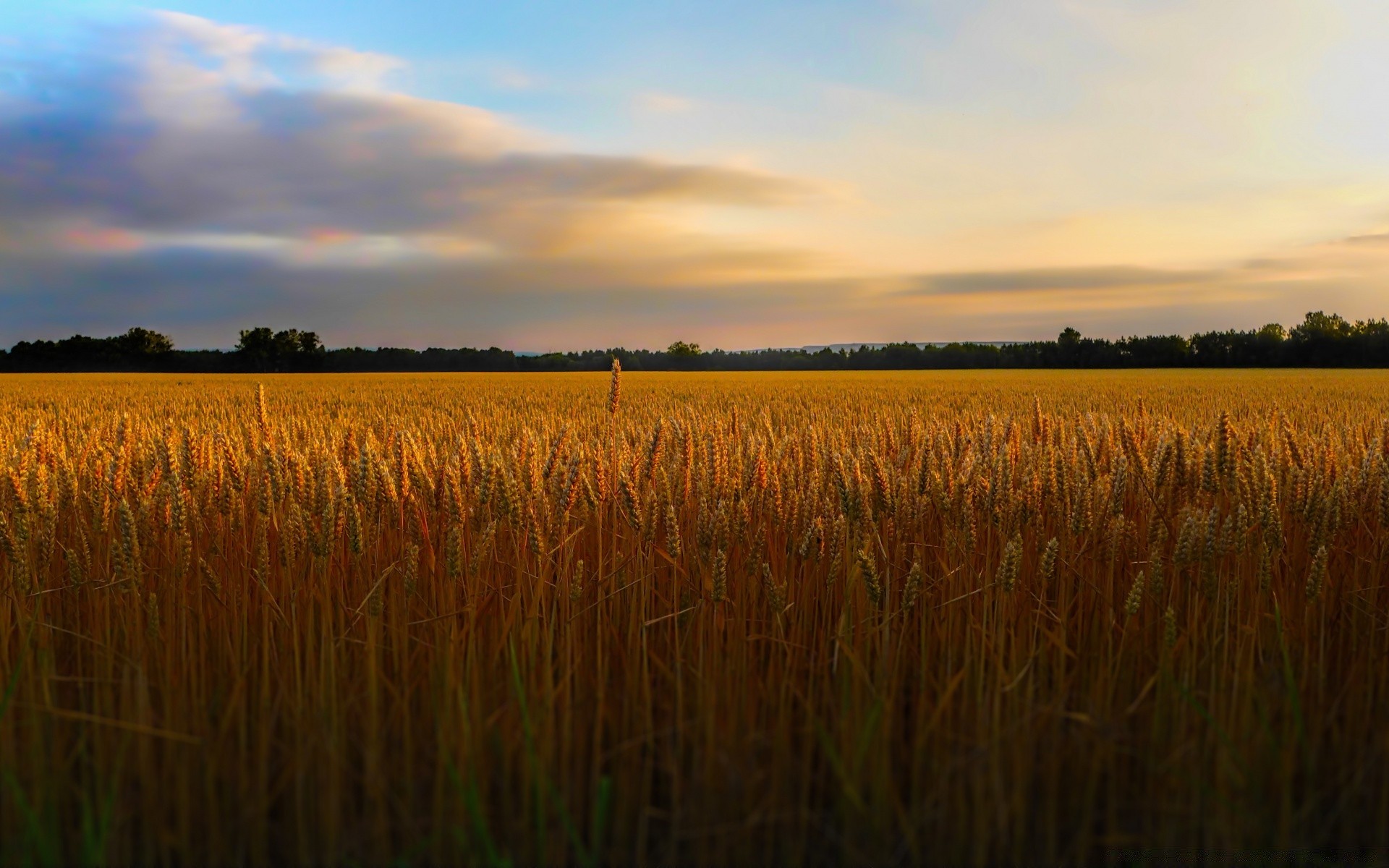 paysage céréales blé aube coucher de soleil rural champ paysage soleil nature pâturage extérieur agriculture récolte terres cultivées ferme maïs