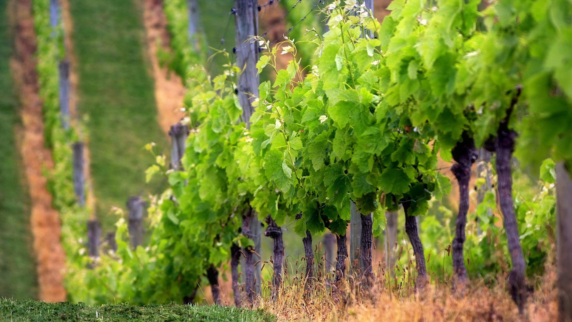 landscapes vine vineyard nature leaf agriculture summer growth grapevine wine flora outdoors landscape wood grape winery rural viticulture countryside tree country