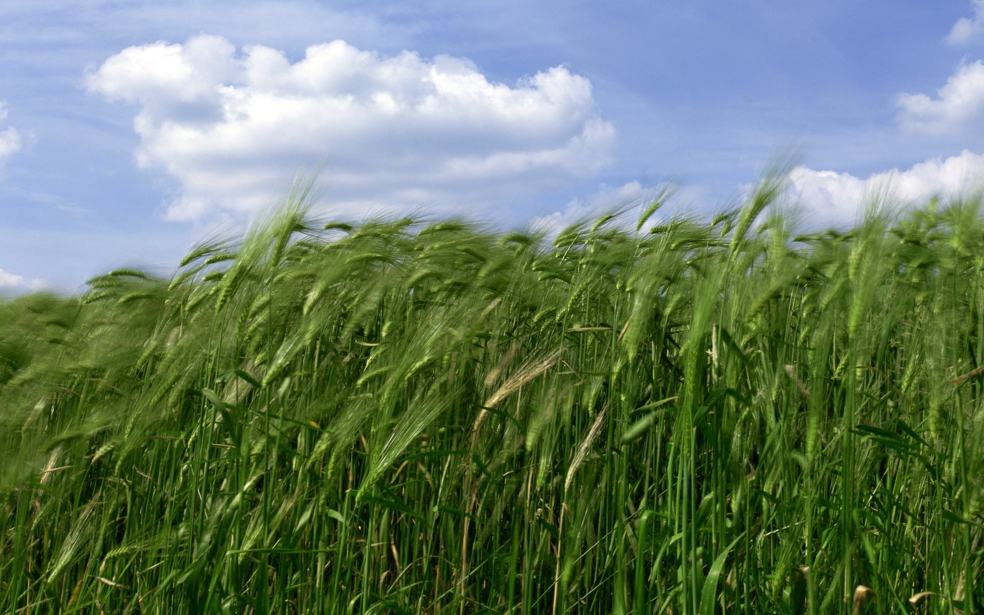 landscapes field pasture cereal rural farm growth grass wheat soil summer hayfield corn sun agriculture crop farmland flora countryside nature country