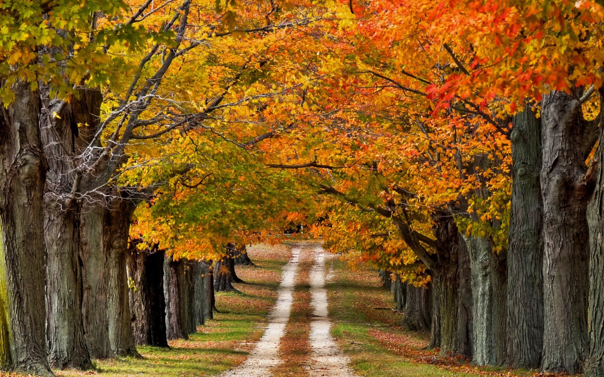 paesaggio autunno foglia albero acero paesaggio legno parco natura stagione scenic outdoor ramo