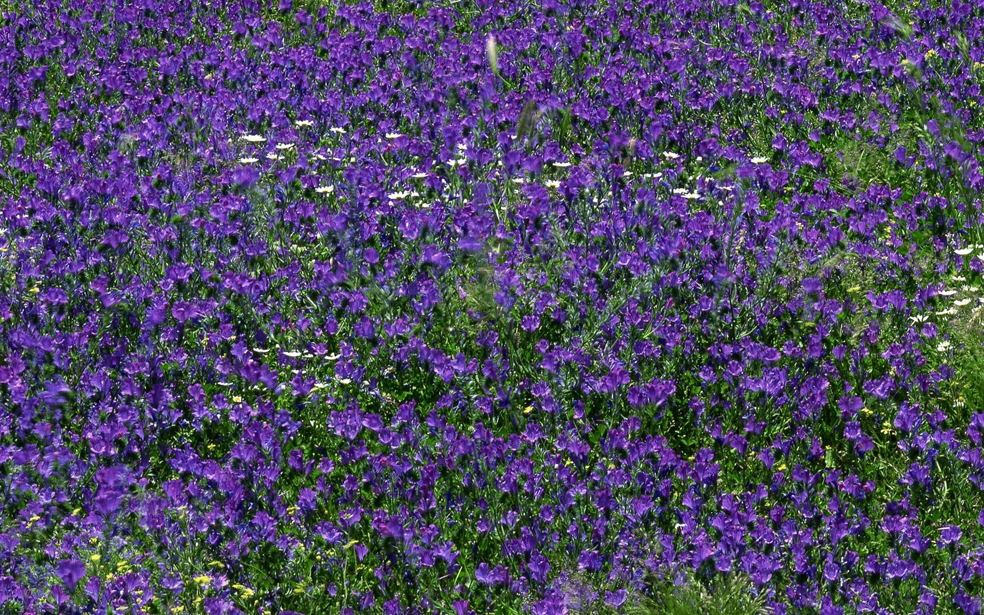 landscapes flower garden flora floral blooming hayfield growth field leaf summer petal outdoors perennial violet nature color bed lawn season