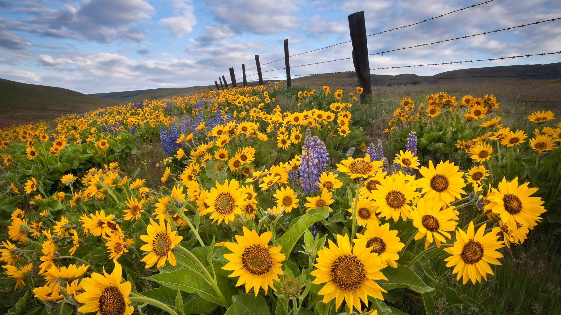 paisagens girassol flor natureza flora campo verão rural feno ensolarado crescimento sol brilhante ao ar livre paisagem agricultura bom tempo folha floral temporada